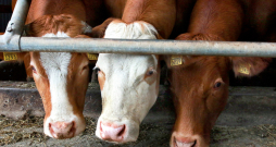 IBR un BVD apkarošanas programmas būs solis arī produktīvo dzīvnieku veterināro prakšu sakārtošanas virzienā. IBR un BVD apkarošanas programmas būs solis arī produktīvo dzīvnieku veterināro prakšu sakārtošanas virzienā.