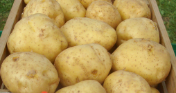 Škirne 'Rigonda'. Škirne 'Rigonda'.
