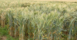 Tritikāles lauks. Tritikāle - labības augs, kas izveidots, krustojot kviešus (Triticum) un rudzus (Secale).