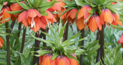 Karaliskā fritilārija vislabāk aug labi drenētā, auglīgā, pietiekami mitrā augsnē saulainā vietā. Karaliskā fritilārija vislabāk aug labi drenētā, auglīgā, pietiekami mitrā augsnē saulainā vietā.