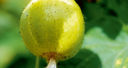 Citrongurķīši. Citrongurķīši.