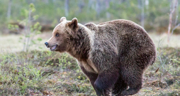 Brūnais lācis maksimāli spēj skriet ar ātrumu 18 metri sekundē. Brūnais lācis maksimāli spēj skriet ar ātrumu 18 metri sekundē.