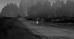 Katrā lielākā meža masīvā vai purvā ir vilki – tā secinājis entuziasts, kuram vienā sezonā izdevies nofilmēt vismaz 43 vilkus. Katrā lielākā meža masīvā vai purvā ir vilki – tā secinājis entuziasts, kuram vienā sezonā izdevies nofilmēt vismaz 43 vilkus.