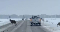 Nofilmē, kā no braucoša auto šauj briežus. Nofilmē, kā no braucoša auto šauj briežus.