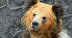 Tibetas lācis. Tibetas lācis.