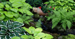 Populārākās ēnmīles ir hostas, kas izceļas ar dažādiem zaļo lapu rakstiem.
Populārākās ēnmīles ir hostas, kas izceļas ar dažādiem zaļo lapu rakstiem.