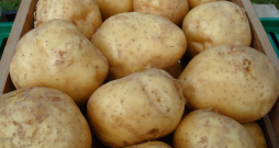 ‘Rigonda’ ieteicama agro šķirņu audzētājiem. 