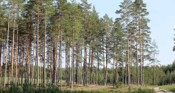 Meža nozare aizdomājusies, kā pārvērst Latvijas zaļo zeltu vērtīgākos produktos nekā līdz šim. Vietas uzlabojumiem – cik uziet. Meža nozare aizdomājusies, kā pārvērst Latvijas zaļo zeltu vērtīgākos produktos nekā līdz šim. Vietas uzlabojumiem – cik uziet.