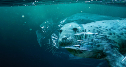 Daudzi ūdens dzīvnieki cieš plastikāta atkritumu dēļ – viņi tajos sapinas vai arī ēd... Daudzi ūdens dzīvnieki cieš plastikāta atkritumu dēļ – viņi tajos sapinas vai arī ēd...