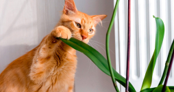 Kaķi vairāk cieš no saindēšanās ar telpaugiem, jo tie atrodas viņiem pieejamās vietās.