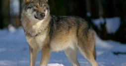 Pelēkais vilks (Canis lupus).
