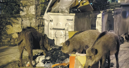Cūkas pirmajā piegājienā plānots šaut galvenokārt Kleistos un Bolderājas, Iļģuciema un Imantas pievārtē. Medību teritorijas ietver Spilves lidostu, Lāčupes kapus, Bolderājas karjera apkārtni, kā arī daudzviet Kleistu, Buļļu un Daugavgrīvas ielām piegulošos mežus un pļavas. (Attēlam ilustratīva nozīme.)
