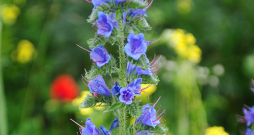 Parastais daglītis (Echium vulgare) ir divgadīgs augs. Parastais daglītis (Echium vulgare) ir divgadīgs augs.