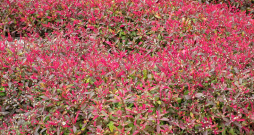Betzicka alternantēra 'Red With Green'.