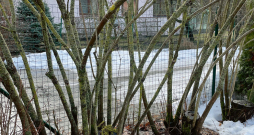 Svarīgi atjaunojošo apgriešanu veikt tieši agri pavasarī – ieejot miera periodā, koka uzkrātās spēka rezerves ir tādas, lai plaucētu visu vainagu. 