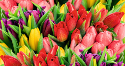 Tulpes. Ilustratīvs attēls. Tulpes. Ilustratīvs attēls.
