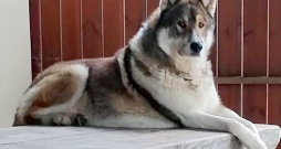 Rietumsibīrijas laika Rio, kas gāja bojā, saslimstot ar Aujeski slimību.