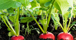 Siltumnīcā labi redīsi izaug tikai tad, ja sēti ļoti agri pavasarī. Siltumnīcā labi redīsi izaug tikai tad, ja sēti ļoti agri pavasarī.