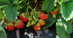 Klasiskā šķirne ‘Zefyr’ agro šķirņu grupā ražīguma ziņā joprojām ieņem pirmo vietu. Klasiskā šķirne ‘Zefyr’ agro šķirņu grupā ražīguma ziņā joprojām ieņem pirmo vietu.