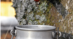 Bērza sulas.