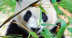 Varbūt tāpēc pandas vienmēr izskatās tik bēdīgi. Varbūt tāpēc pandas vienmēr izskatās tik bēdīgi.