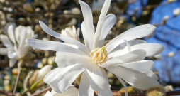 Magnolijas zieds.