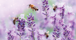 Daži augi bitēm ir īpaši interesanti.