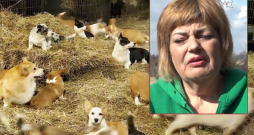 Suņu audzētavas "Lieldeviņzare" saimniece Daiga Maceša. Suņu audzētavas "Lieldeviņzare" saimniece Daiga Maceša.
