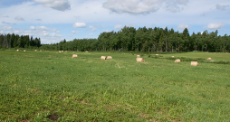 Lielu daļu kūdrāju augsnes Latvijā aizņem zālāji. Lielu daļu kūdrāju augsnes Latvijā aizņem zālāji.