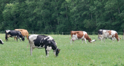 Piena pārpircēji, tostarp kooperatīvi, solot lielāku cenu, tomēr vairākus mēnešus pēc sadarbības sākšanas tā izlīdzinoties. Piena pārpircēji, tostarp kooperatīvi, solot lielāku cenu, tomēr vairākus mēnešus pēc sadarbības sākšanas tā izlīdzinoties.