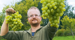 Vislielākais vīnogu ķekars svēra 2,56 kg.