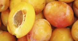 'Ance'