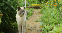 Kaķu melnajā sarakstā ietilpst samtenes, matiolas, pelargonijas, puķu tabaka un lilijas.
Kaķu melnajā sarakstā ietilpst samtenes, matiolas, pelargonijas, puķu tabaka un lilijas.