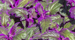 Ginūras lapas ir klātas ar sīkiem, mīkstiem matiņiem, kas veido violetu apsarmi Ginūras lapas ir klātas ar sīkiem, mīkstiem matiņiem, kas veido violetu apsarmi