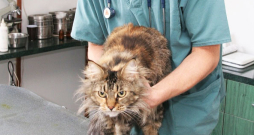 Veterinārārsts. Ilustratīvs foto. Veterinārārsts. Ilustratīvs foto.