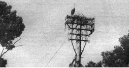 20. gs. 30. gados stārķu ligzdošana telefona stabos skaitījās neparasta.