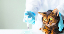 Kaķis. Veterinārārsts.