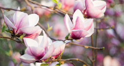 Ja vēlas, lai magnolija sāk ziedēt agrāk, ieteicams iegādāties pēc iespējas lielāku stādu. Ja vēlas, lai magnolija sāk ziedēt agrāk, ieteicams iegādāties pēc iespējas lielāku stādu.