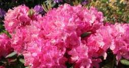 Ziedošs rododendrs. Ziedošs rododendrs.