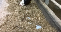 Dzīvnieki vienmēr centīsies izšķirot barības maisījumu un gribēs ēst tikai garšīgāko. Par to liecina redzamās bedrītes, kur govis ar degunu stumda barību, tādējādi izbirdinot smalkās daļiņas, ko vēlāk uzlaiza. Dzīvnieki vienmēr centīsies izšķirot barības maisījumu un gribēs ēst tikai garšīgāko. Par to liecina redzamās bedrītes, kur govis ar degunu stumda barību, tādējādi izbirdinot smalkās daļiņas, ko vēlāk uzlaiza.