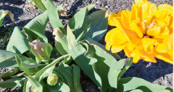 Apsalusi tulpe. Apsalusi tulpe.