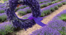 Ģimenes saimniecības "Lillas Lavender" lavandas lauki priecē saimniekus un viesus jau 14 gadus.