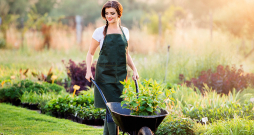 Ķerra, tāpat kā kaplis, lāpsta un grābeklis, ir palīgierīce, bez kā nevar iztikt skaisti iekoptā pagalmā. Ķerra, tāpat kā kaplis, lāpsta un grābeklis, ir palīgierīce, bez kā nevar iztikt skaisti iekoptā pagalmā.