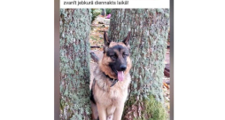 Par pazudušo suni saimnieki publicēja sludinājumu internetā, tas palīdzējis rast kādu pavedienu. Diemžēl suns jau bija nošauts... Par pazudušo suni saimnieki publicēja sludinājumu internetā, tas palīdzējis rast kādu pavedienu. Diemžēl suns jau bija nošauts...