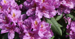 Rododendri. Rododendri.