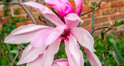 Magnolijas 'Susan' zieds. Magnolijas 'Susan' zieds.