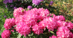 Rododendri. Rododendri.