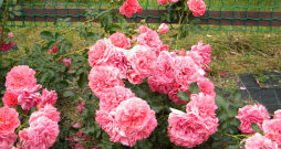 ‘Rosarium Uetersen’ ‘Rosarium Uetersen’