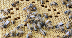 Bites turpina čakli strādāt. Bites turpina čakli strādāt.