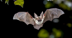 Pelēkais garausu sikspārnis Plecotus austriacus ir plaši sastopams Eiropā. Pelēkais garausu sikspārnis Plecotus austriacus ir plaši sastopams Eiropā.